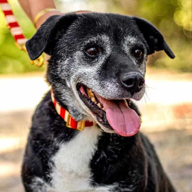 BLACKY, freundlicher Mischlingsrüde