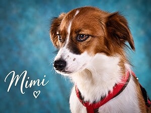 Mimi, eine unkomplizierte Familienhündin