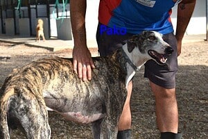 Pako - verschmust & fröhlich 07/22 ESP