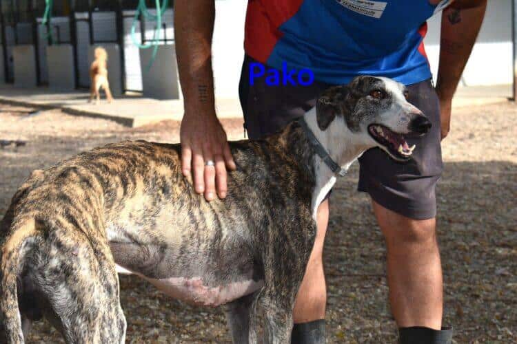Pako - verschmust & fröhlich 07/22 ESP