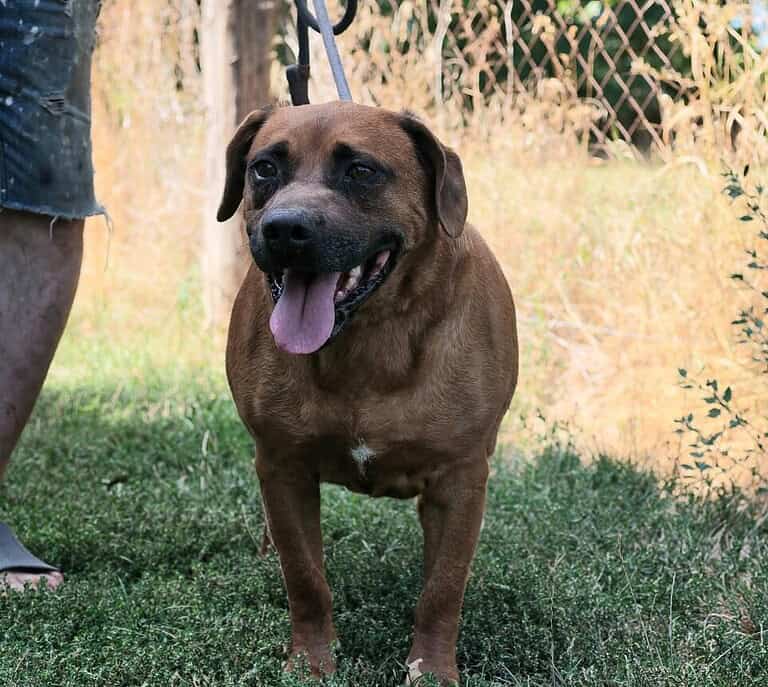 NOTFALL Bruno 12 sucht Gnadenplatz, zur Zeit in der Tötung