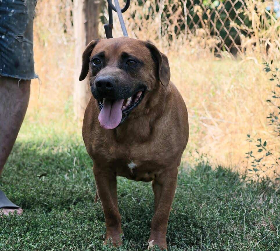 NOTFALL Bruno 12 sucht Gnadenplatz, zur Zeit in der Tötung