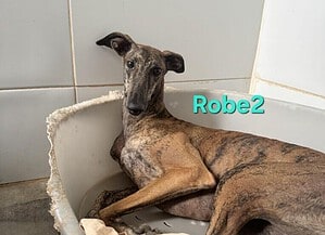 Robe2 - sanft & sozial 07/24 ESP