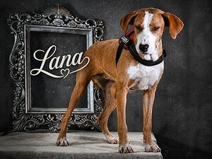 Lana, ein aufgewecktes Mädchen