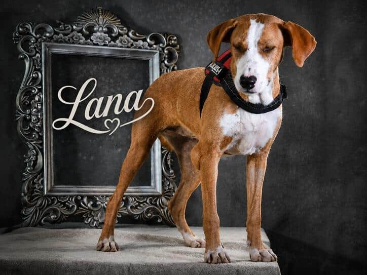 Lana, ein aufgewecktes Mädchen