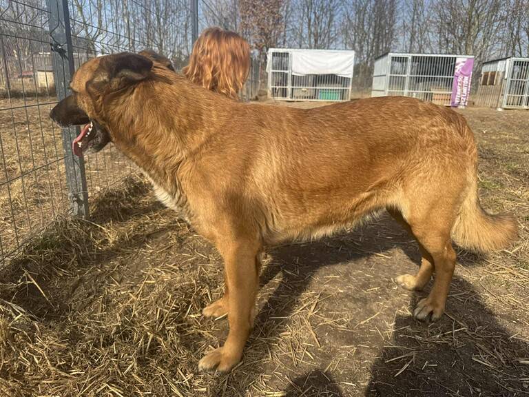 Antos sucht Zuhause
