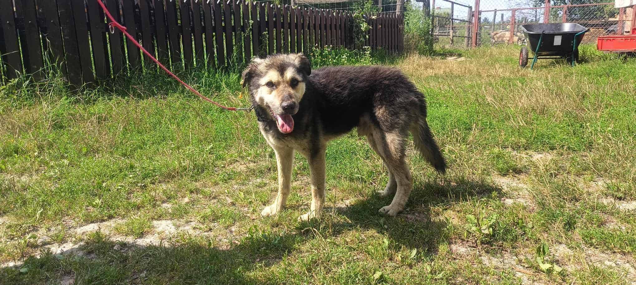 Czesio sucht Zuhause