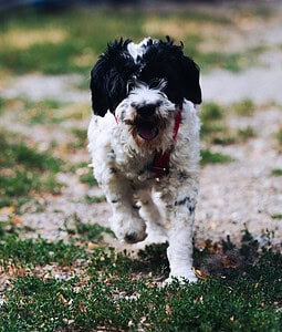 Keno ist ein Traumhund durch und durch!