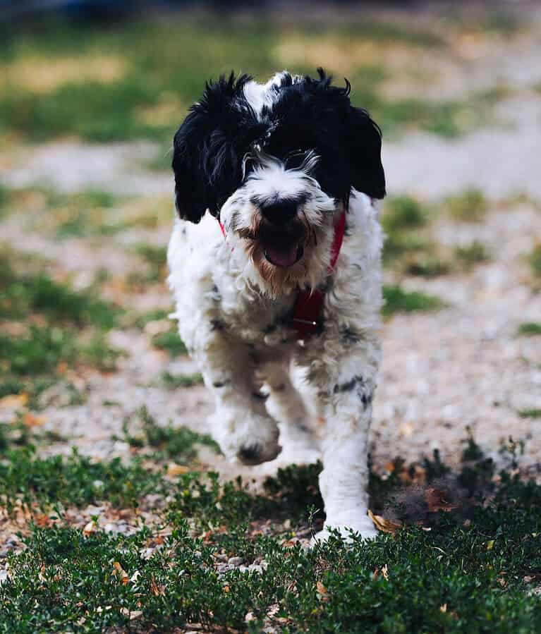 Keno ist ein Traumhund durch und durch!