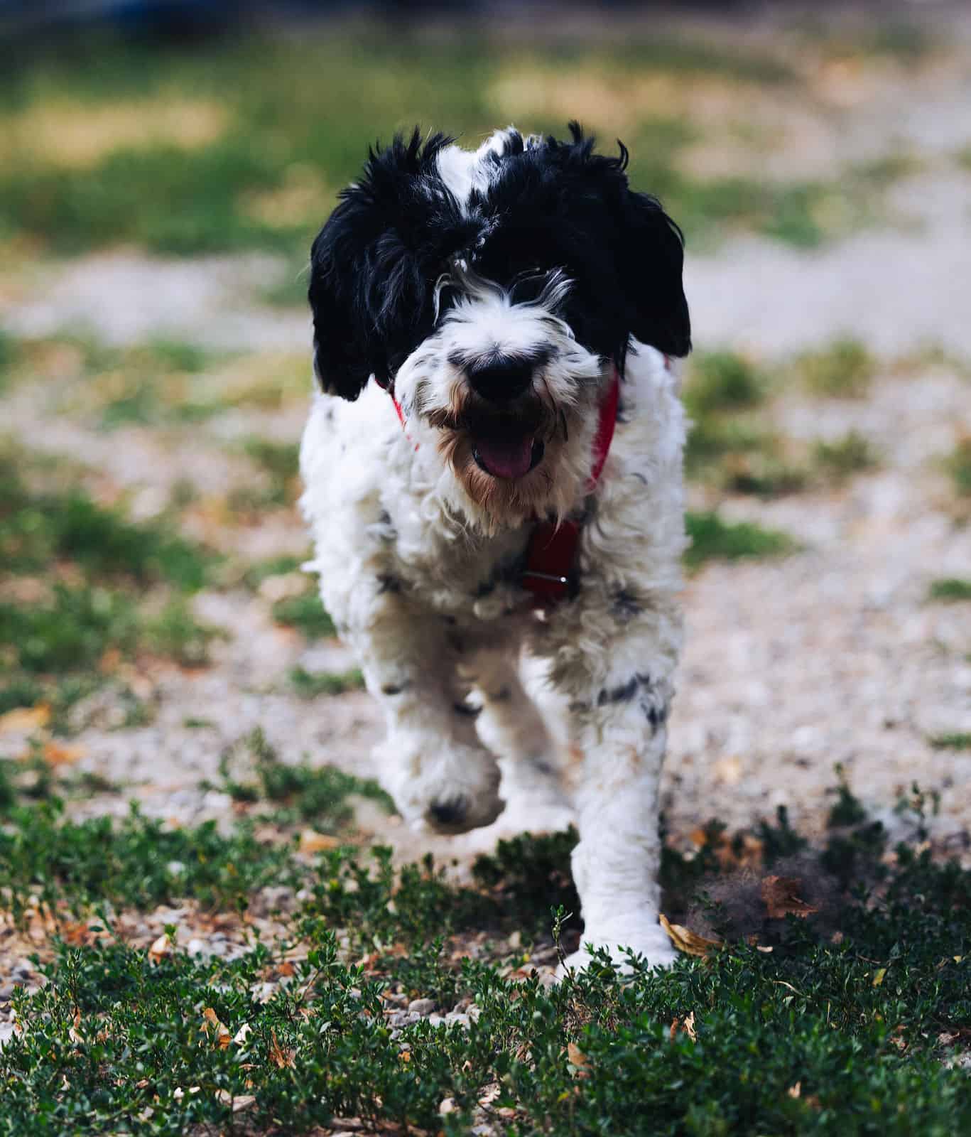 Keno ist ein Traumhund durch und durch!