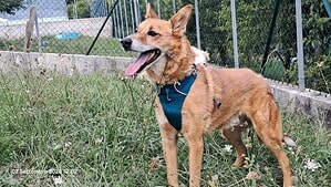 Fox - ein fitter Charmeur auf 4 Pfoten