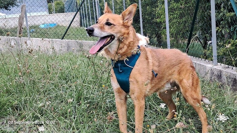 Fox - ein fitter Charmeur auf 4 Pfoten