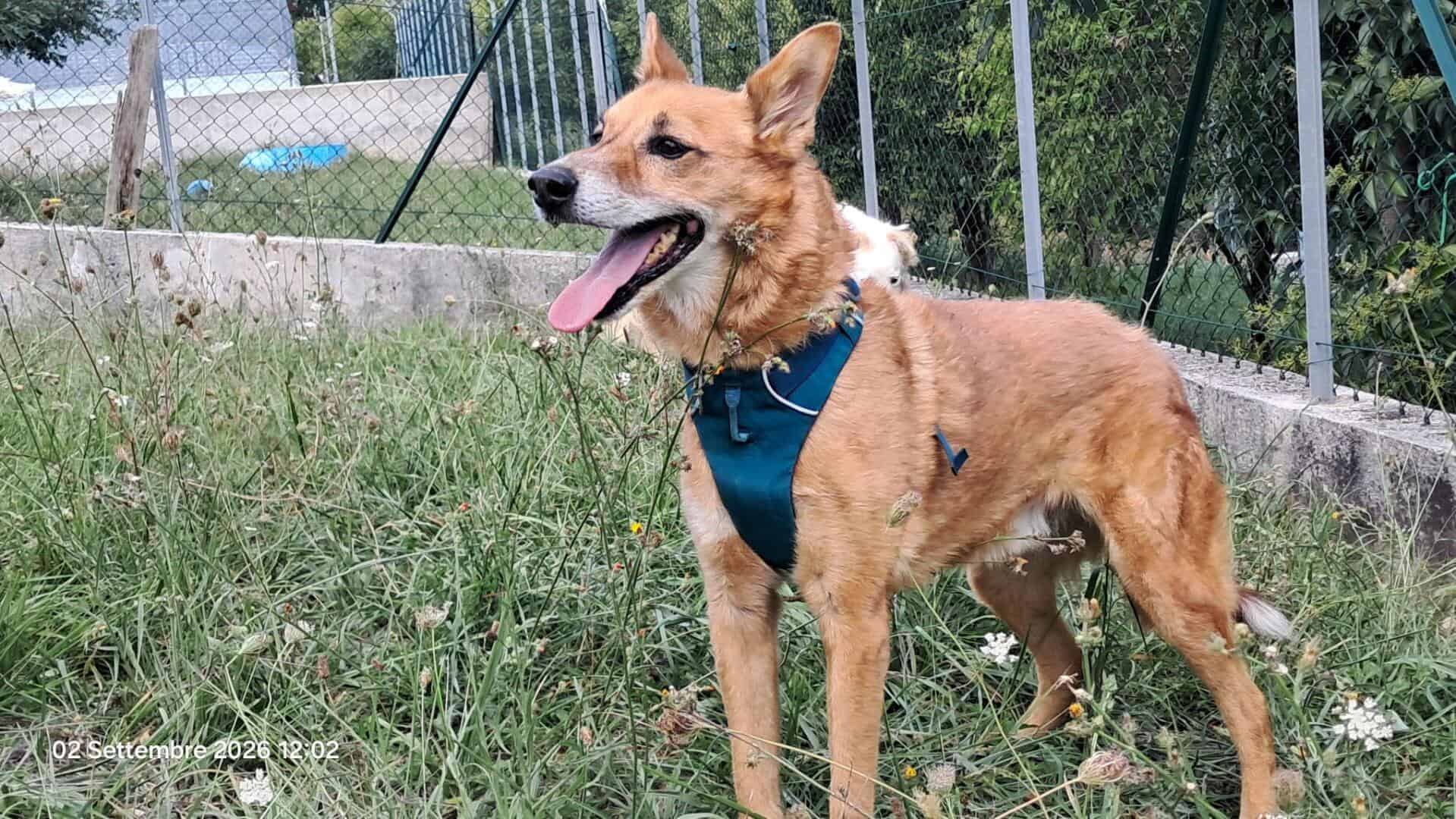 Fox - ein fitter Charmeur auf 4 Pfoten