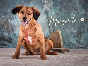 Margarita sucht verständnisvolle Menschen