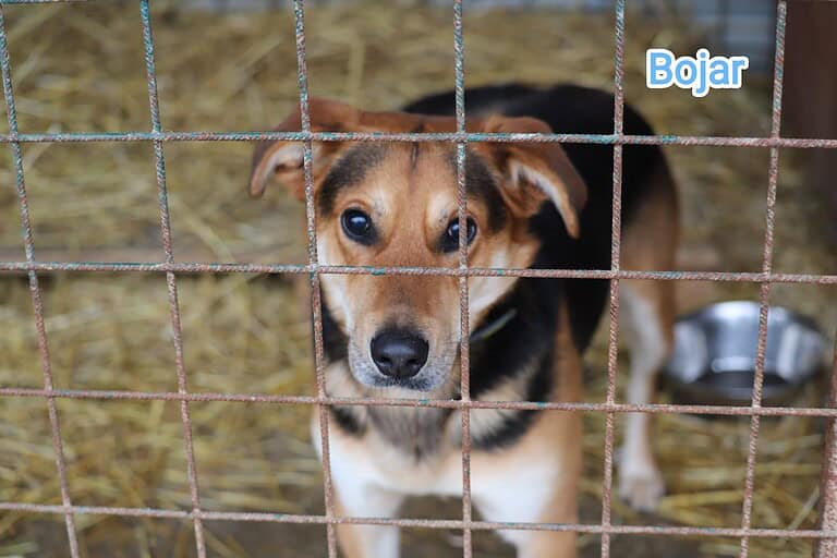 EMA und BOJAR - wir können nur gemeinsam sein