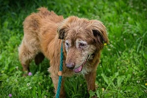 ARCHIE - liebevoll, ruhig und gemütlich dabei sein