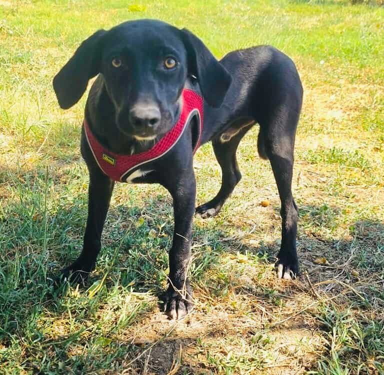 Labrador Mix Anton sucht ein Zuhause