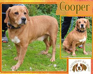 COOPER 🐾 1 von 650 🐾 Hunden - in der Cantinho da Milu