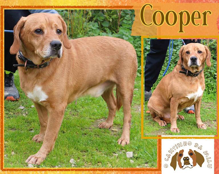 COOPER 🐾 1 von 650 🐾 Hunden - in der Cantinho da Milu