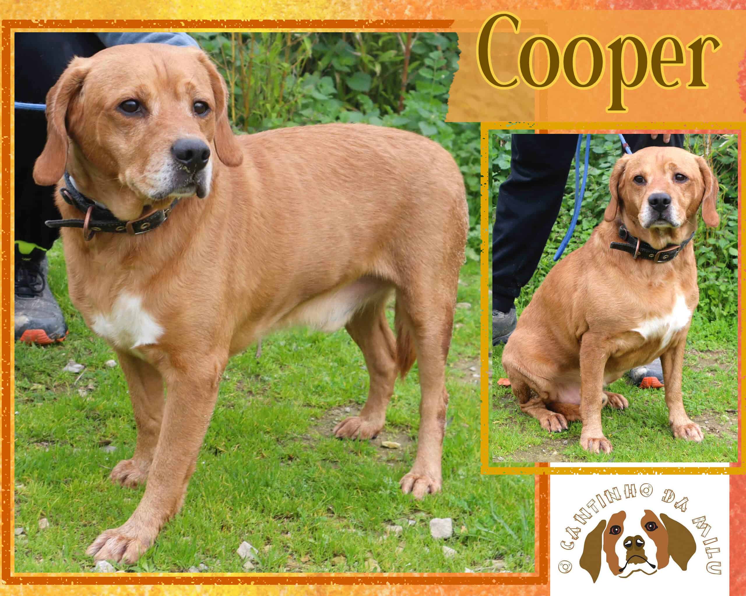 COOPER 🐾 1 von 650 🐾 Hunden - in der Cantinho da Milu