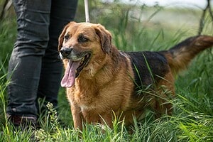 MARLO- möchte endlich ein Zuhause💕