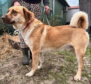 Dojo KK - Großer Kuschelbär sucht 🏡
