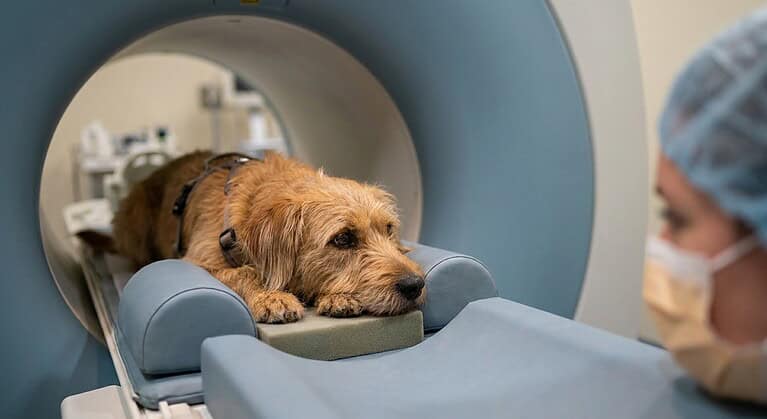 Your Dog’s Brain Knows the Difference Between Your Smile and Your Fear, Study Finds
