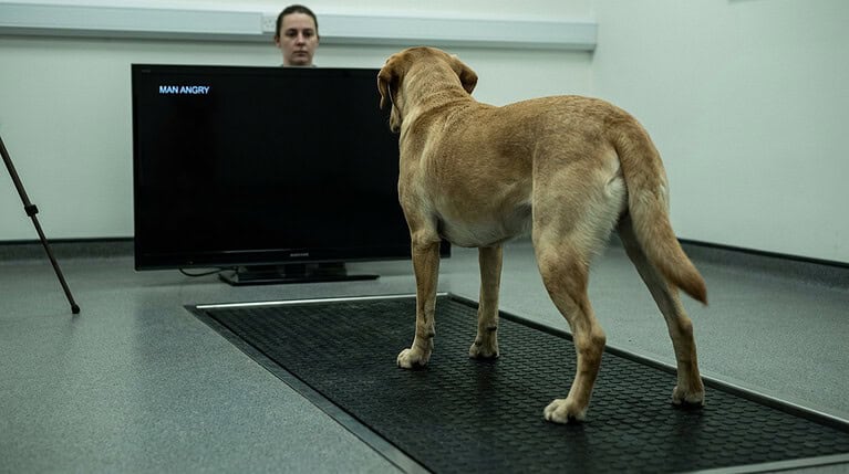 Your yelling physically destabilizes your dog, measured in millimeters