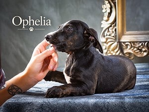 Ophelia, eine anhängliche Fellnase