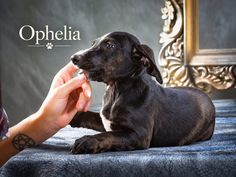 Ophelia, eine anhängliche Fellnase