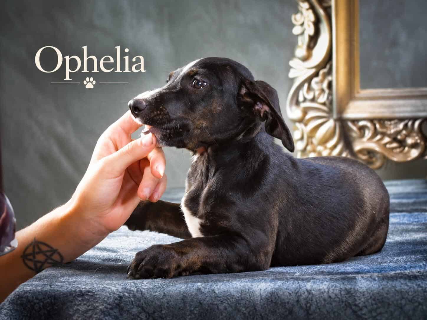 Ophelia, eine anhängliche Fellnase