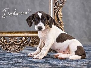 Desdemona, eine kleine Fellnase