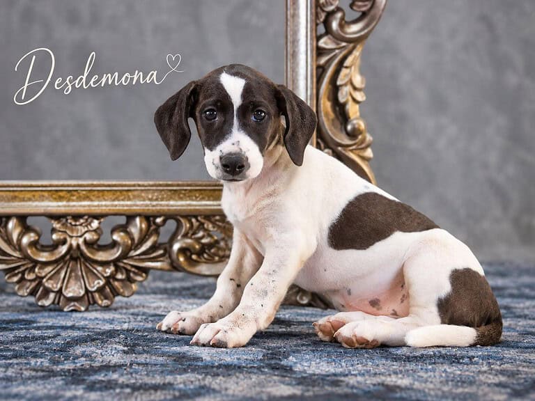 Desdemona, eine kleine Fellnase