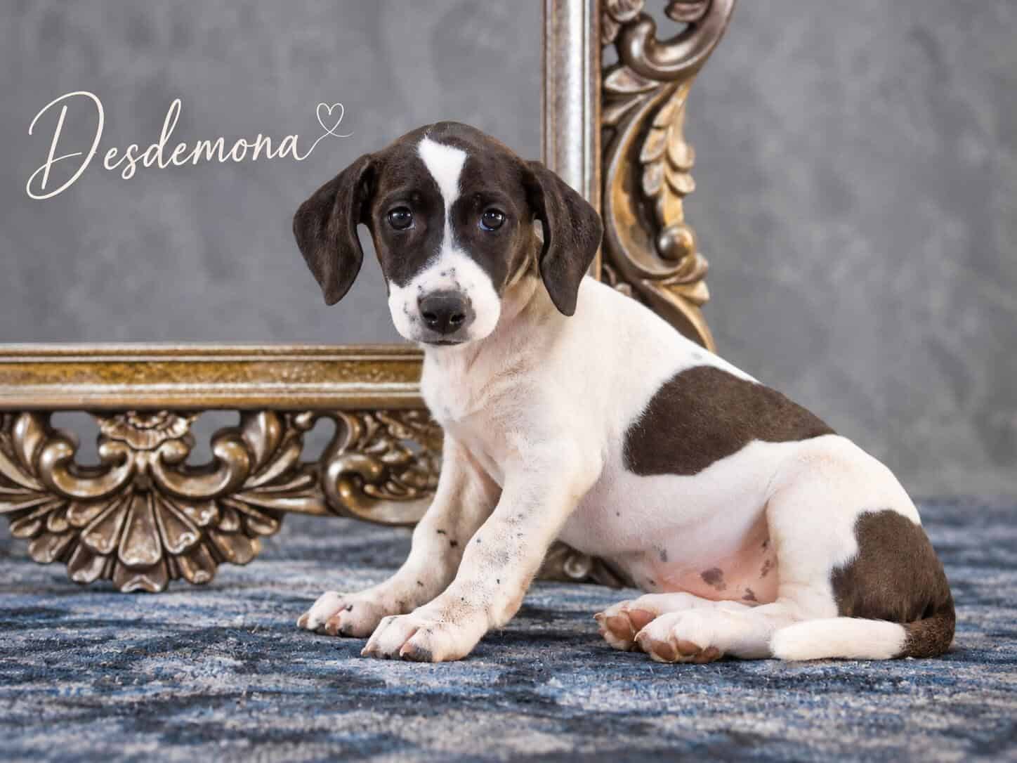 Desdemona, eine kleine Fellnase