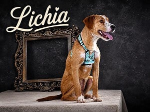 Lichia, ein anhängliches Mädchen