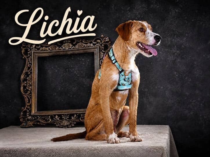 Lichia, ein anhängliches Mädchen