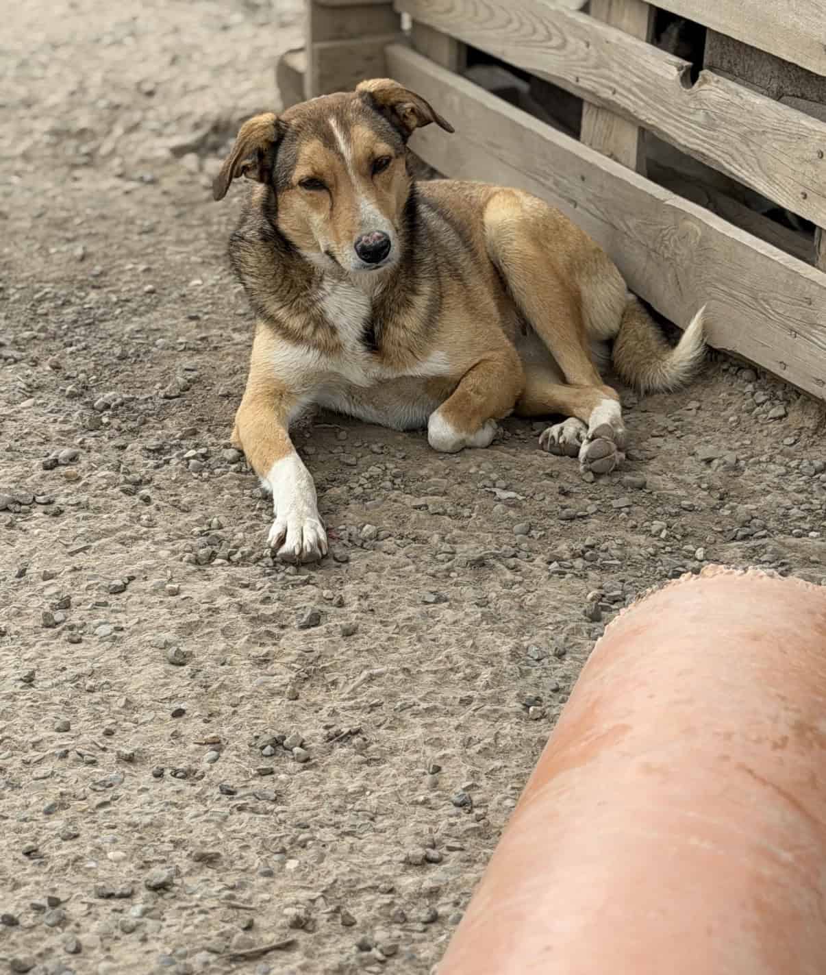 Pym sucht ihr Glück