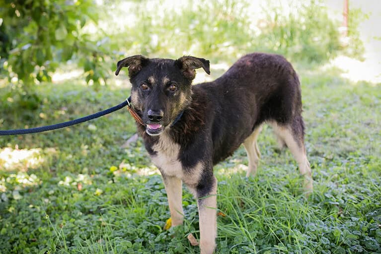 IVO - offen, zugänglich und anhänglich