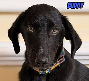 Buddy, 03/26 - wartet in 04205 Leipzig auf seine Menschen