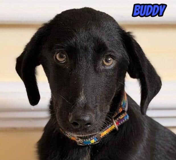 Buddy, 03/26 - wartet in 04205 Leipzig auf seine Menschen