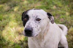 FLINT - verträglich und schmusebedürftig
