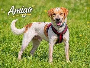 Amigo wurde einfach zurückgelassen