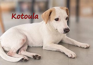 Kotoula - liebe & lernwillige Maus 10/25 GRC