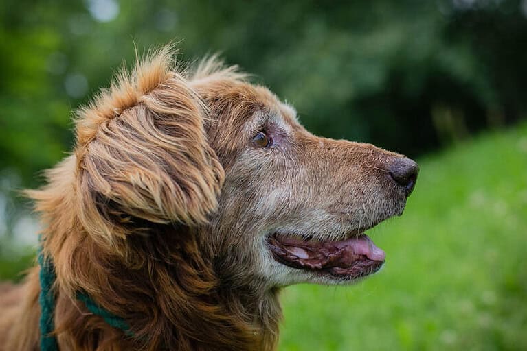 ARCHIE - ruhiger Senior mit viel Lebensfreude