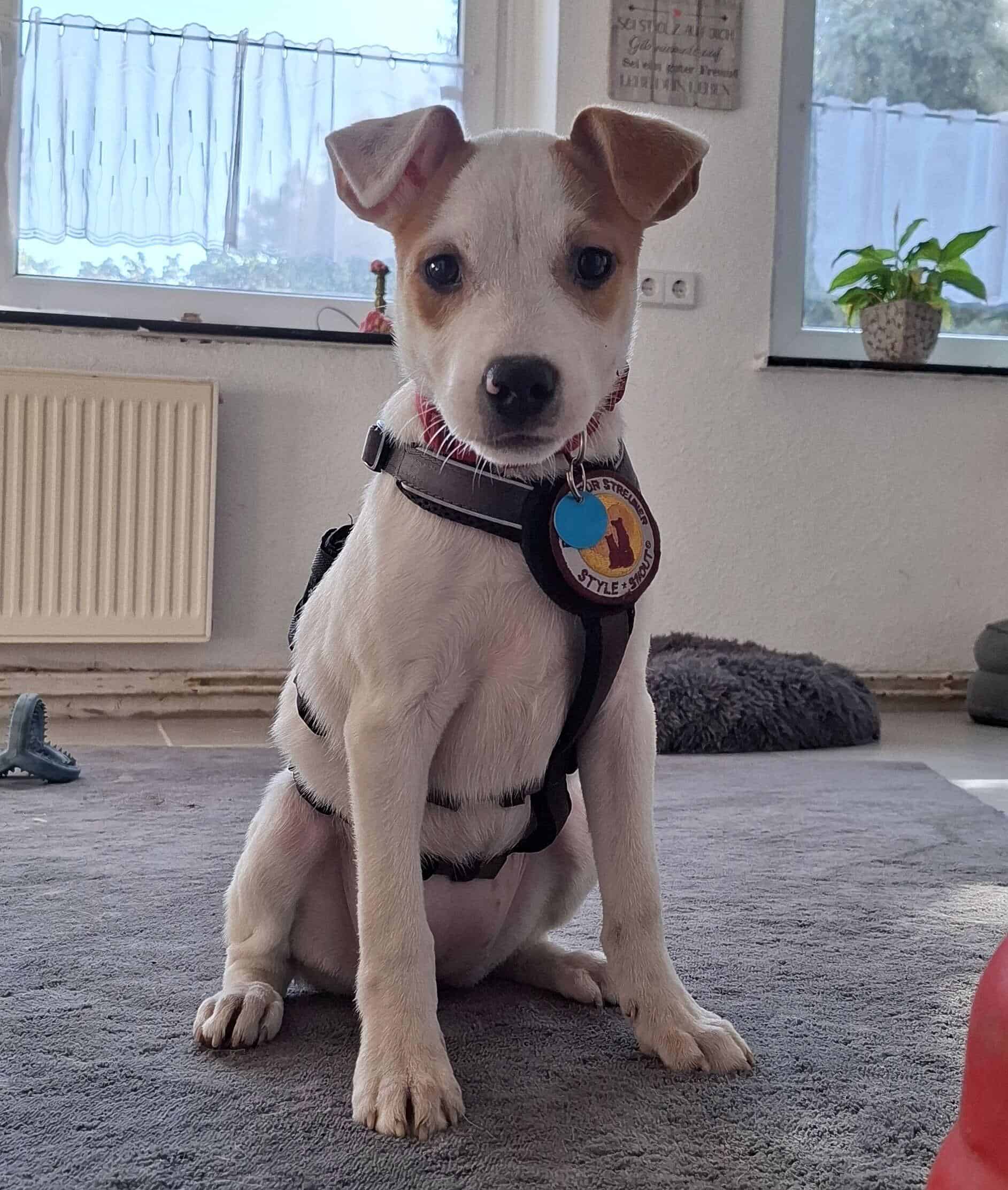 Pixie möchte mit dir Abenteuer erleben