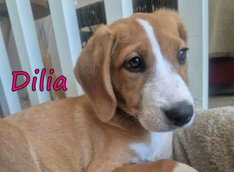 Dilia - aufgeschlossene & verspielte Welpin 08/26 GRC