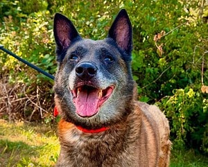 Narcos älterer Malinois möchte aus dem Tierheim
