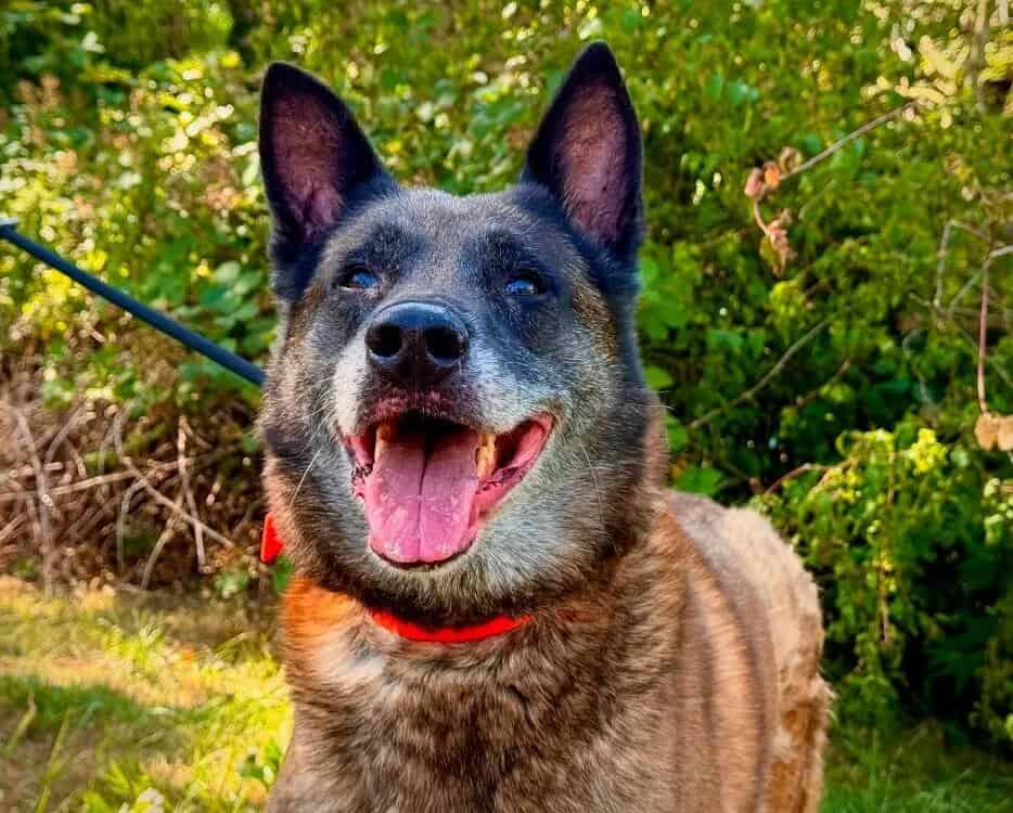 Narcos älterer Malinois möchte aus dem Tierheim