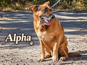 Alpha, ein treuer Freund und Begleiter