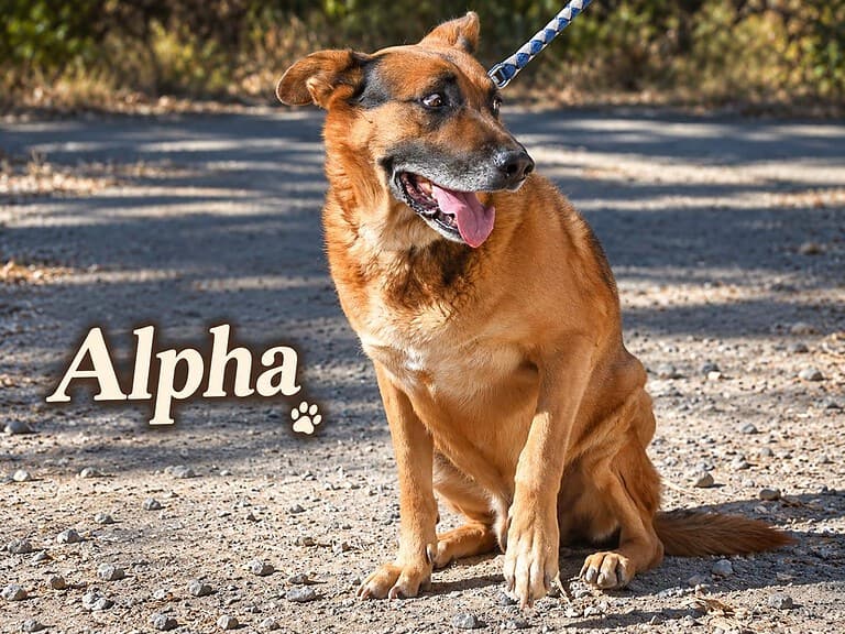 Alpha, ein treuer Freund und Begleiter